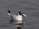 Brown headed Gull