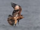 Black Kite