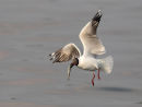 Brown Headed Gull