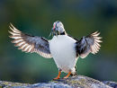Puffin