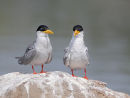 River Terns