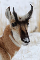 Pronghorn