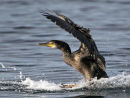 Shag Landing