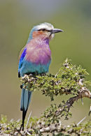 Masai Mara and Samburu