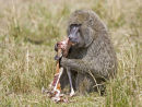 Baboon with Topi Calf