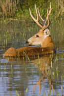 Marsh Deer