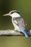 Striped Kingfisher