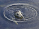Baby Seal