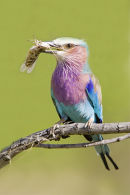 Lilac breasted Roller