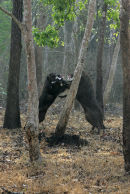 Wild Boar Confrontation