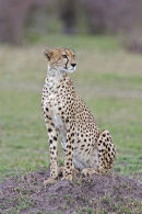 Cheetah