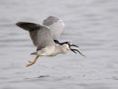 Black crowned night Heron