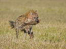 Hyena with Leg