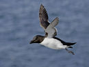 Razorbill