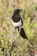 American Magpie