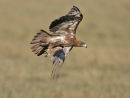 Tawny Eagle