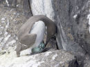 Guillemot with Egg