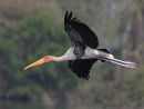 Painted Stork