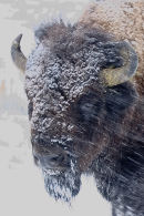 Bison