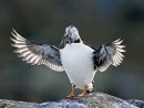 Puffin Backlit