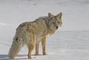 Coyote