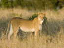Lioness
