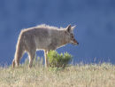Coyote Backlit