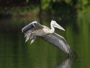 Spot billed Pelican