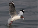 Brown-headed Gull
