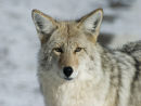 Coyote