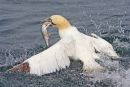 Gannet Feeding