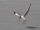 Brown headed Gull