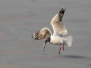 Brown headed Gull