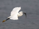 Little Egret