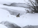 Canada Goose Landscape