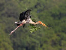 Painted Stork with Nesting
