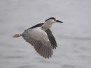 Black crowned night Heron