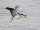 Black crowned night Heron