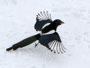 Magpie in Snow