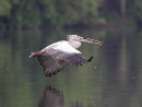 Spot billed Pelican with Nesting