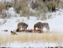 Coyotes on Kill