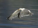 Herring Gull