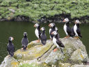 Puffins