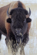 Yellowstone and Tetons