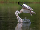 Spot billed Pelican Drinking