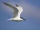 Sandwich Tern