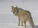 Coyote Winter