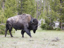 Bison Moulting