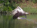 Spot billed Pelican Drinking