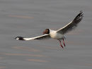 Brown headed Gull